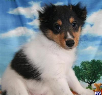 Shetland Sheepdog Puppies